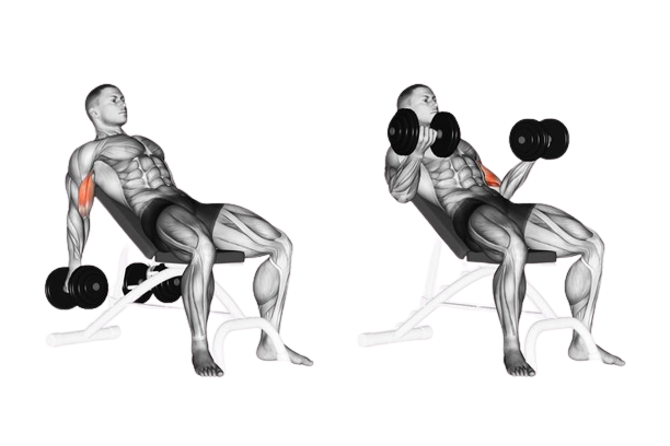 Incline Seated Dumbell Curls
